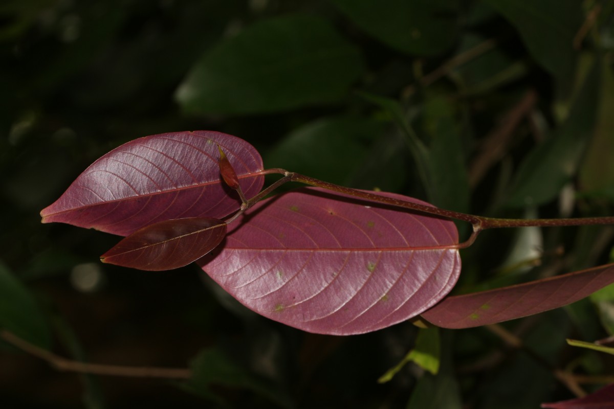 Doona cordifolia Thwaites